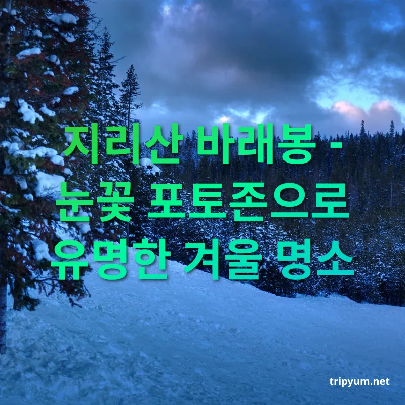 겨울 눈꽃 산행 - 지리산 바래봉 - 눈꽃 포토존으로 유명한 겨울 명소 겨울 눈꽃 산행 지리산 바래봉 - 눈꽃 포토존으로 유명한 겨울 명소 관련 이미지